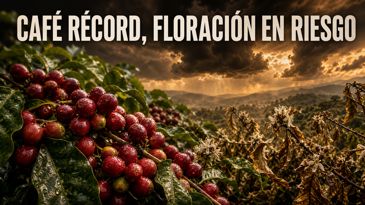 El café bate récord en 2026, pero el riesgo está en la próxima floración