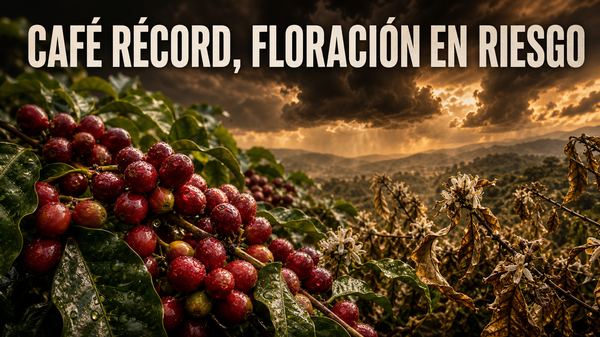 El café bate récord en 2026, pero el riesgo está en la próxima floración